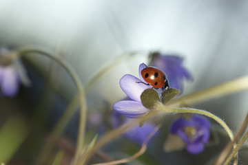 Ladybug sitting on liverleaf, macro photo