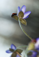 Ladybug sitting on liverleaf, macro photo