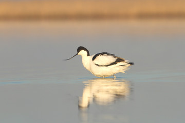 Pied avocet standing in the water / Recurvirostra avosetta