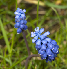Muscari