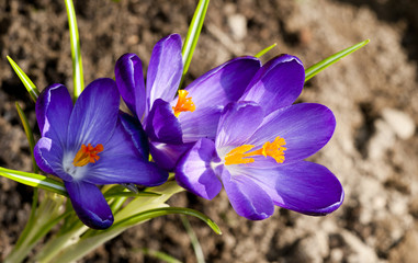 Crocus