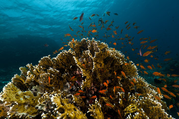 Naklejka na ściany i meble coral reef and fish in the Red Sea.