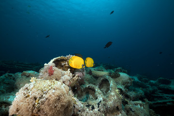 Masked butterflyfish and cargo of Yolanda wreck in the Red Sea.