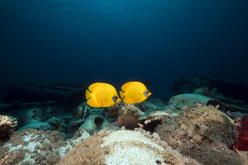 Fototapeta na wymiar Masked butterflyfish and cargo of Yolanda wreck in the Red Sea.