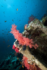 Fototapeta na wymiar Cargo of the Yolanda wreck and coral reef in the Red Sea.