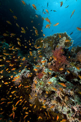 Fototapeta na wymiar Anthias and coral reef in the Red Sea.