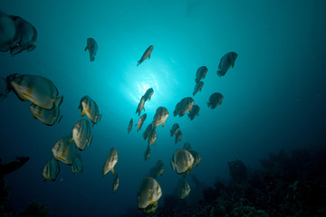 Fototapeta na wymiar Spadefish and ocean in the Red Sea.
