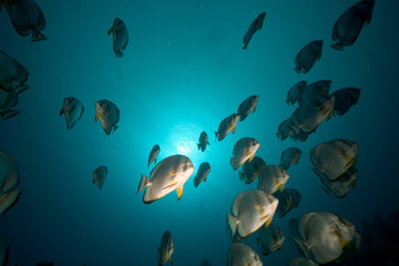 Spadefish and ocean in the Red Sea.