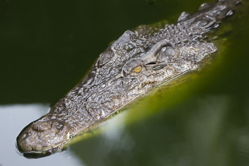 Crocodile in green water.