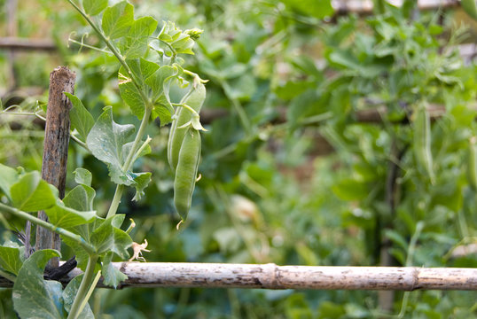Planta Guisantes, Axarquia. Malaga.