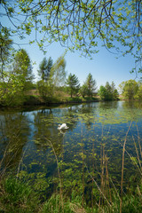 Fototapeta na wymiar Swan on the beautiful small secret pond