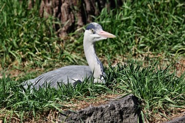 Reiher auf dem Nest