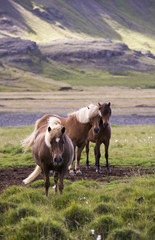 Iceland Ponies