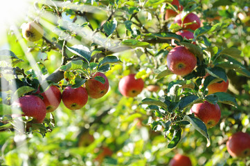 Äpfel 123