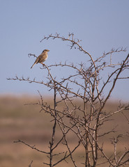 Emberiza calandra