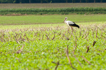 stork walking on green meadow