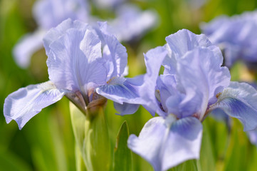 Blaue Schwertlilien