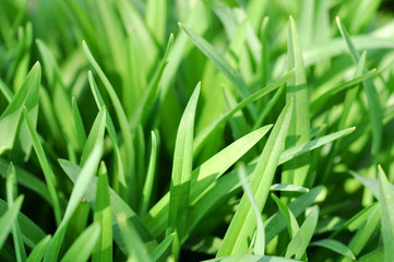 Green lawn