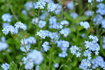 Forget-me-not-flowers