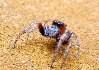 Jumper Spider