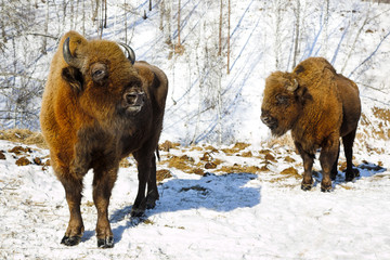 winter bison © Vasiliy Koval