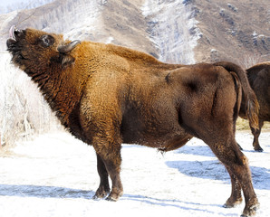 winter bison © Vasiliy Koval