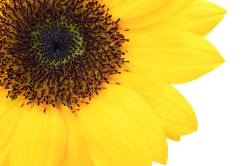 Obraz premium sunflower
