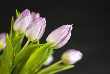 Fototapeta premium Bouquet of lilac tulips against a dark background