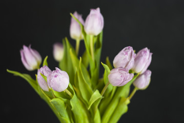 Bouquet of lilac tulips against a dark background