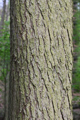 Tree Trunk standing in a old English Forest