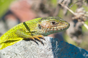 a male of green lizard resting on the rock / Lacerta viridis
