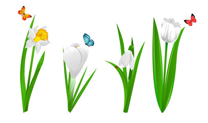 Set of four spring flowers narcissus, crocus, snowdrop and tulip