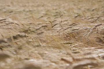 gold summer fields