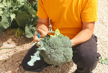 cosecha de brocoli
