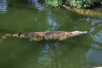 Crocodile