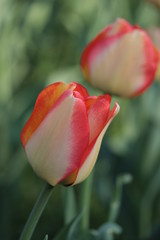 Naklejka premium blumenköpfe
