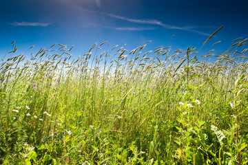 Green grass under blue bright sky
