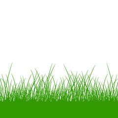 Fototapeta premium Green gras