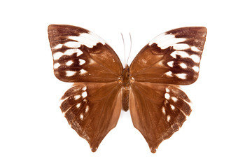Brown and white butterfly Zeuxidia aurelius isolated
