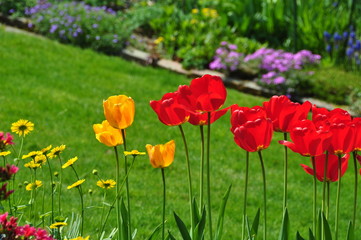 Tulpen im Garten
