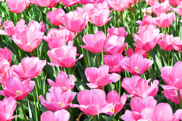 Obraz premium Rosa Feld