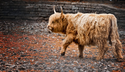 West Highland Cow