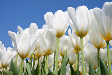 Beautiful white tulips looking to the sky