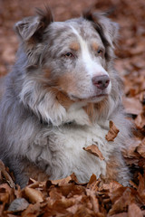 Australian Shepherd