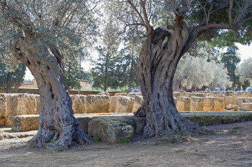 Old olive-trees in the Olympeion field,Velley of Temples,Sicily