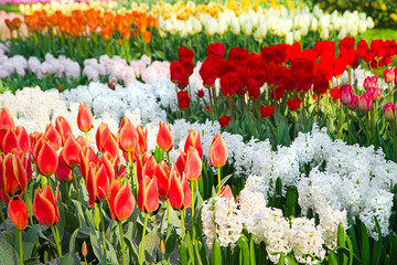Tulips and hyacinths in spring