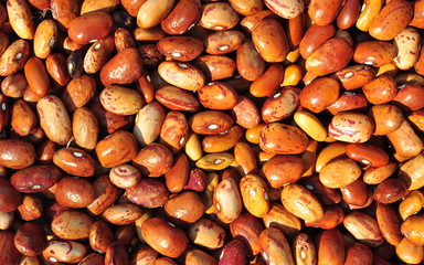 a lot of bean seeds light brown