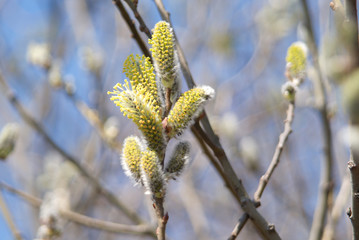 Top of branch with buds closeup