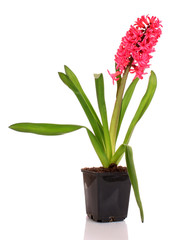 Pink hyacinth isolated on white background