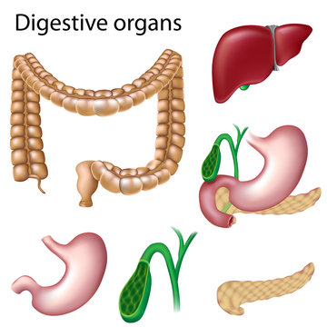Digestive organs isolated, eps8